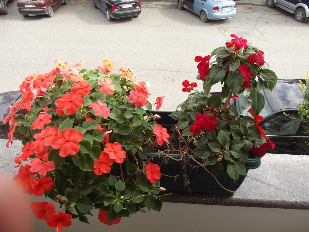 זוגדידי White Hotel Guesthouse מראה חיצוני תמונה